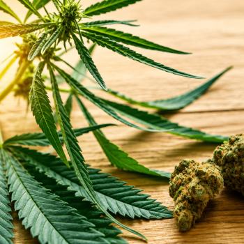 cbd qualité