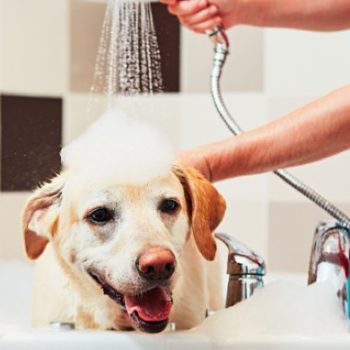 shampoing-chien