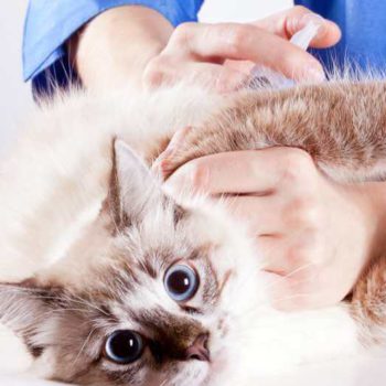 vaccination-chat